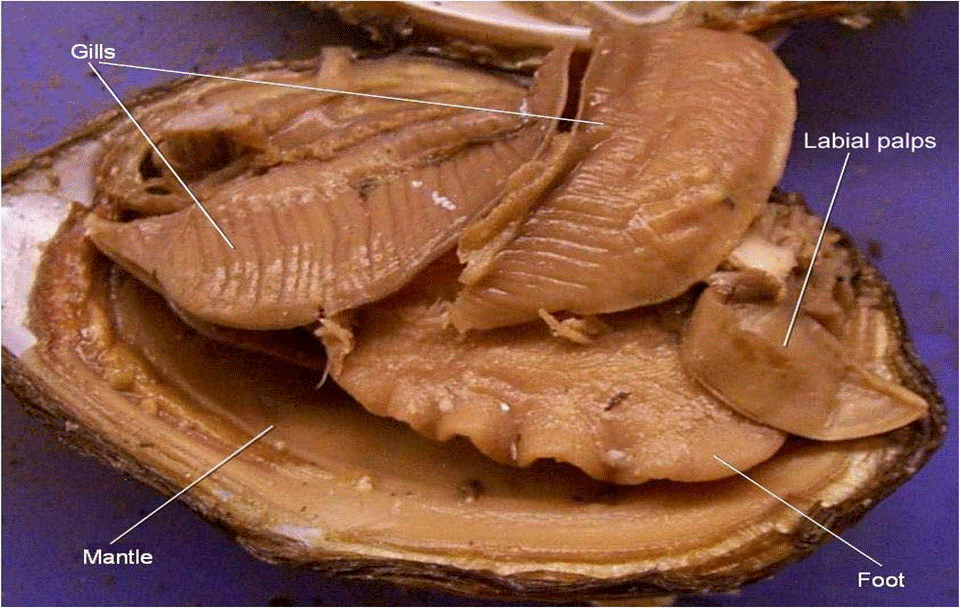 Clam Dissection